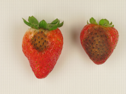Symptômes d'anthracnose sur fruits de fraisier